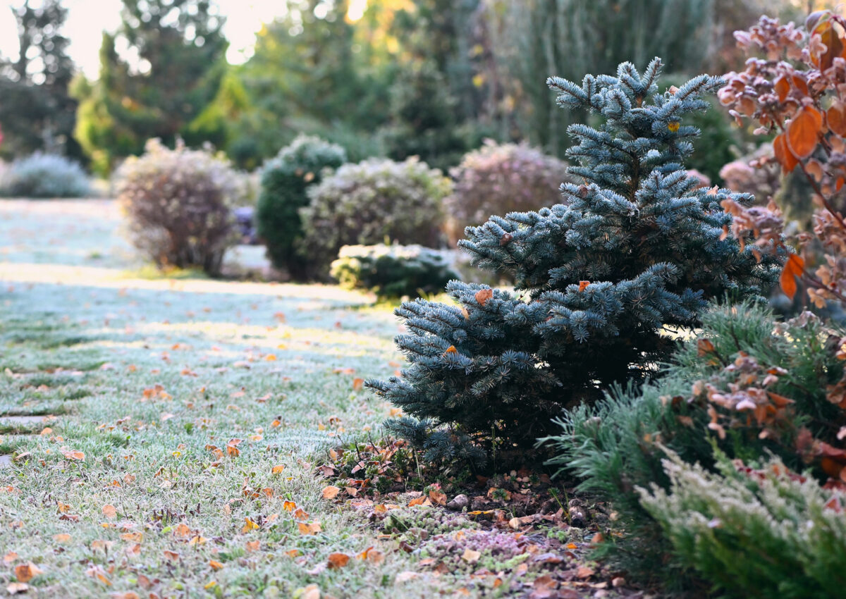 Get your garden ready for the winter market