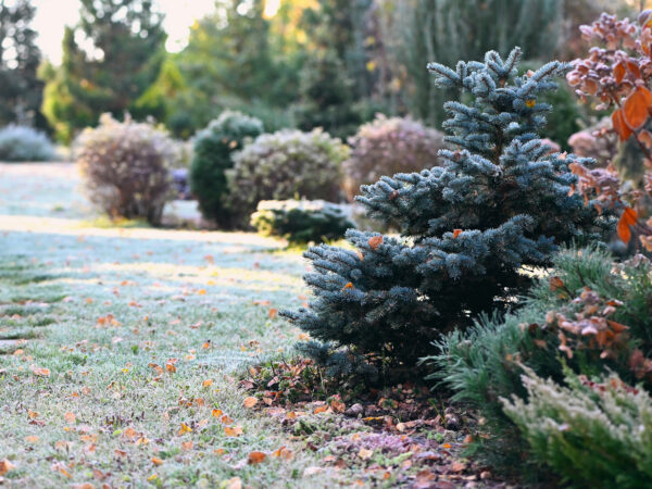 Get your garden ready for the winter market